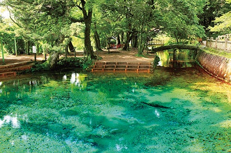 (JR広島駅発着)思わず写真に撮りたくなる青と緑2つの美景と世界遺産登録のまち萩さんぽ日帰り ~仙崎産さざえ壺焼き食べ放題(約40分)~2